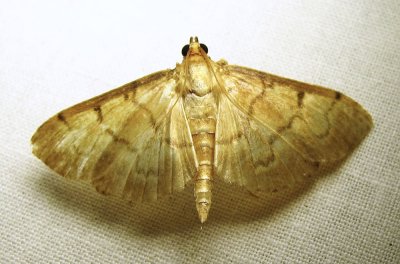 moth-23-07-2010-2111.jpg