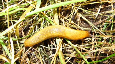 RH-yellow-slug-4-large.jpg