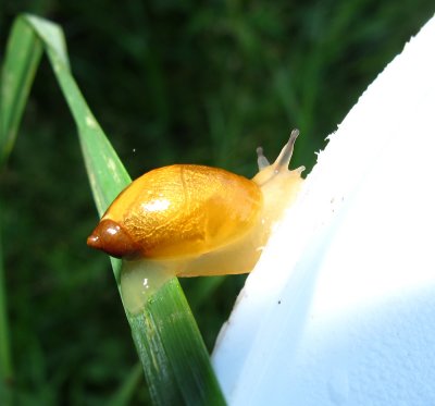 RH-pail-snail-large.jpg