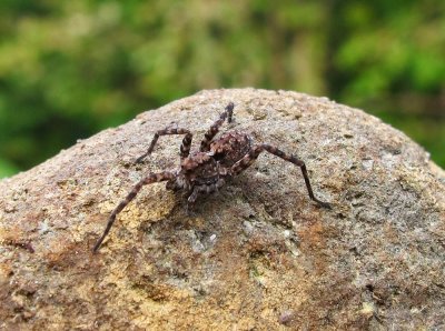 IRFD-hapless spider