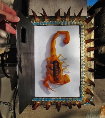 scorpion-framed-2.jpg
