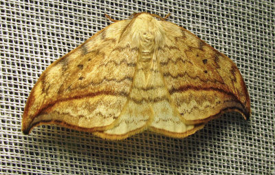 Drepana arcuata - 6251 - Arched Hooktip Moth