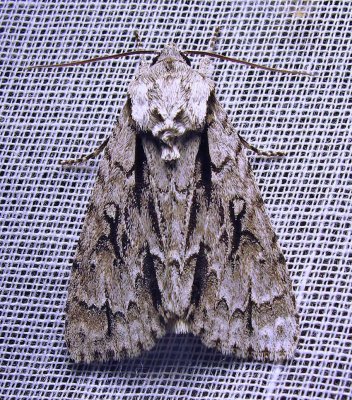 taupe-moth-28-05-2011.jpg