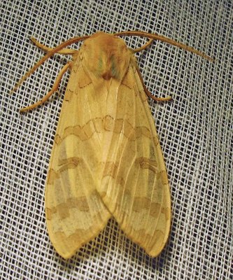 Halysidota tessellaris - 8203 - Banded Tussock Moth