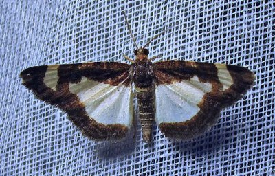 Heliomata cycladata - 6261 - Common Spring Moth