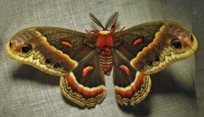 Hyalophora cecropia -7767 - Cecropia Moth