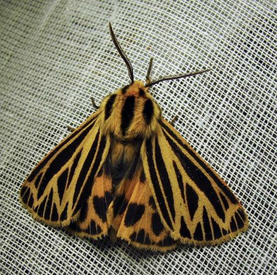 Grammia virguncula - 8175 - Little Virgin Tiger Moth