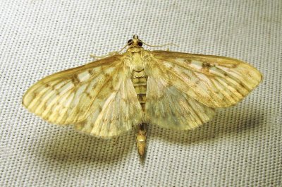 moth-23-07-2010-1006.jpg