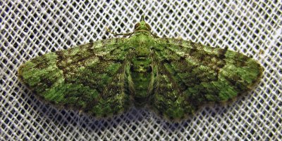 Pasiphila rectangulata - 7625 - Green Pug Moth