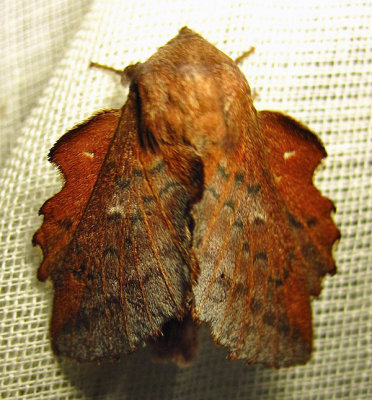 phyllodesma americana - 7687 - American Lappet Moth