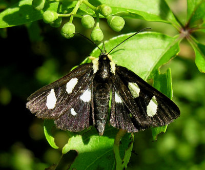 Alypia octomaculata - 9314 - Eight-spotted Forester