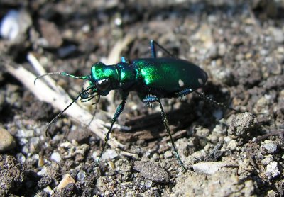 Six-spotted Green Tiger Beetle- Cicindela sexguttata