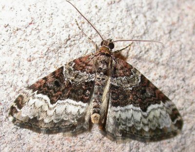 Euphyia intermediata - 7399a - Sharp-angled Carpet Moth