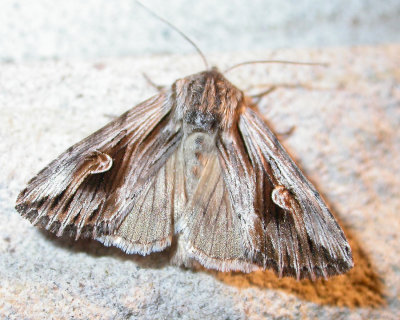 Agrotis venerabilis - 10651 - Venerable Dart Moth