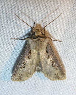 Agrotis stigmosa (?) - 10658 - Spotted Dart Moth (?)