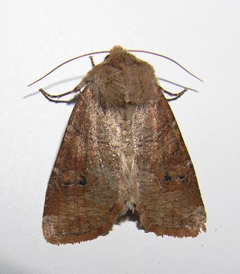 moth-23-05-08-2010.jpg