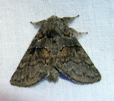 Lasionycta albinuda (?) - 10355