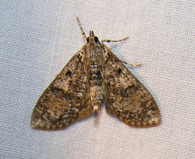 moth-29-05-2008-5.jpg