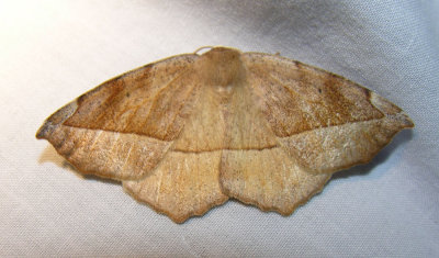 Eutrapela clemataria - 6966 - Curved-toothed Geometer