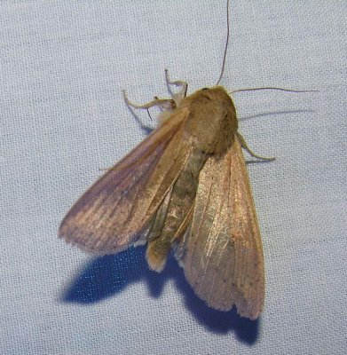 Pseudaletia unipuncta - 10438 - Armyworm Moth
