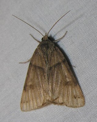 moth-04-06-2008-3.jpg