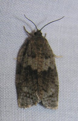 moth-04-06-2008-4.jpg