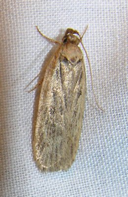 moth-04-06-2008-5.jpg