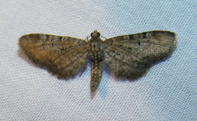 moth-04-06-2008-7.jpg