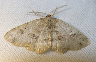 moth-04-06-2008-8.jpg
