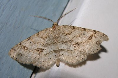 moth-04-06-2008-9.jpg
