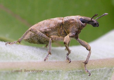 Cleonis fungus weevil