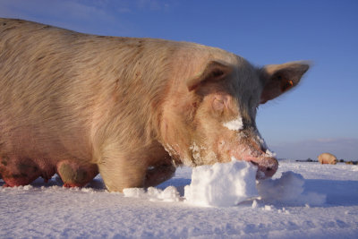 Pigs in the snow