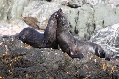 Guadaloupe fur seal