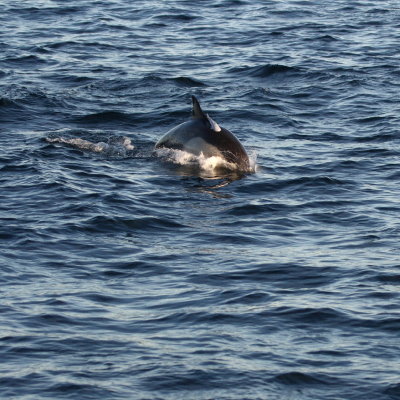 Common Dolphin with sucker fish attached