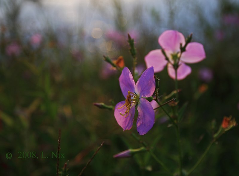 Waterside Wildflowers-3