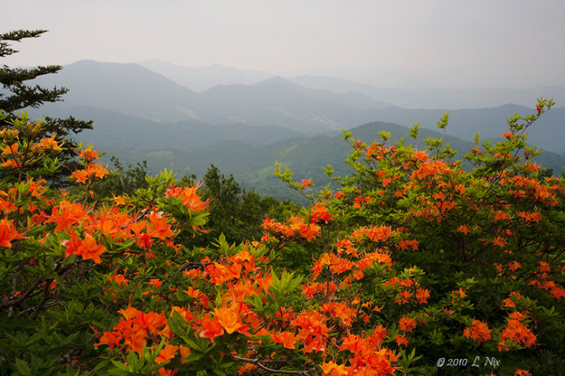 Roan Mtn Flaming Azaleas