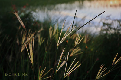 Grass at Marsh Edge