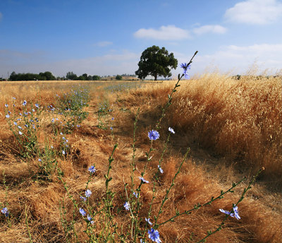 Blue Flax Field