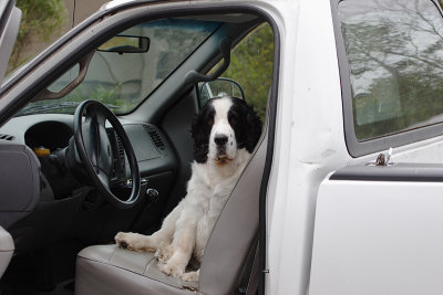 Truckin'  Dog