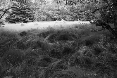 Summer Mountain Grass