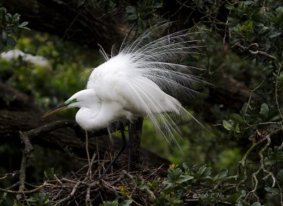 Egret on the Nest