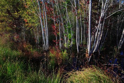 Autumn-in-the-Swamp-9