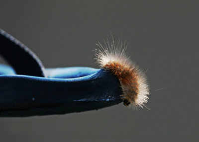 Wooly Worm on Flip Flop
