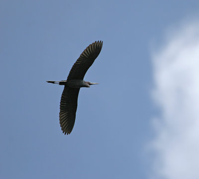 Wingspread ( Little Blue Heron )