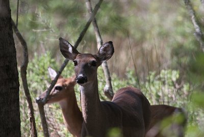 Doe Eyes - Swamp Deer