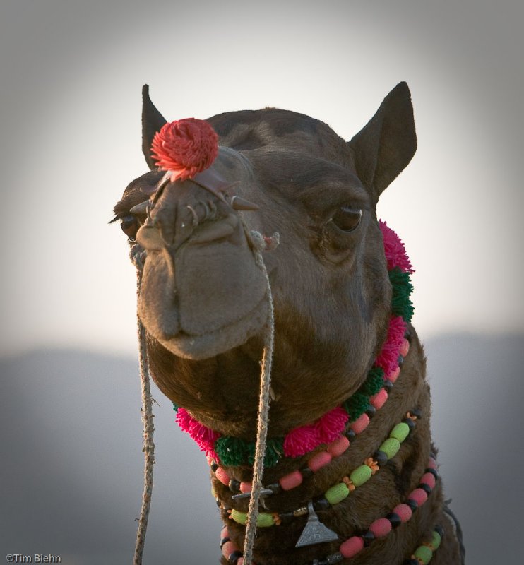 Camel Fair