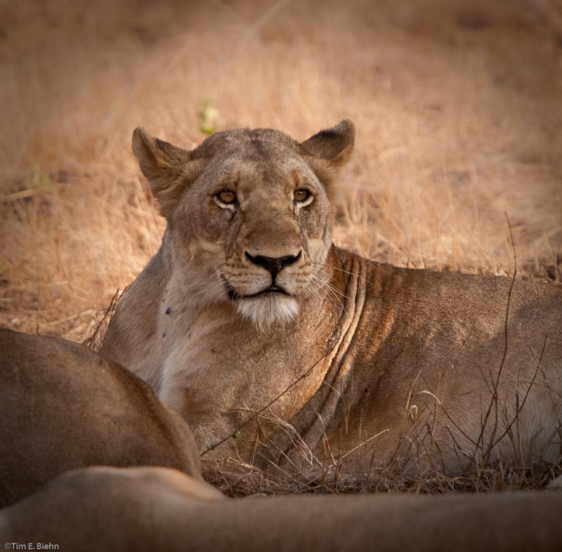 Kruger Lion 1