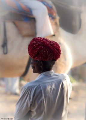 Watching the Camels go by