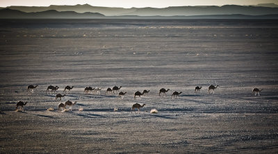 Sahara Camels