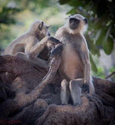 Monkeys of Ranthambhore
